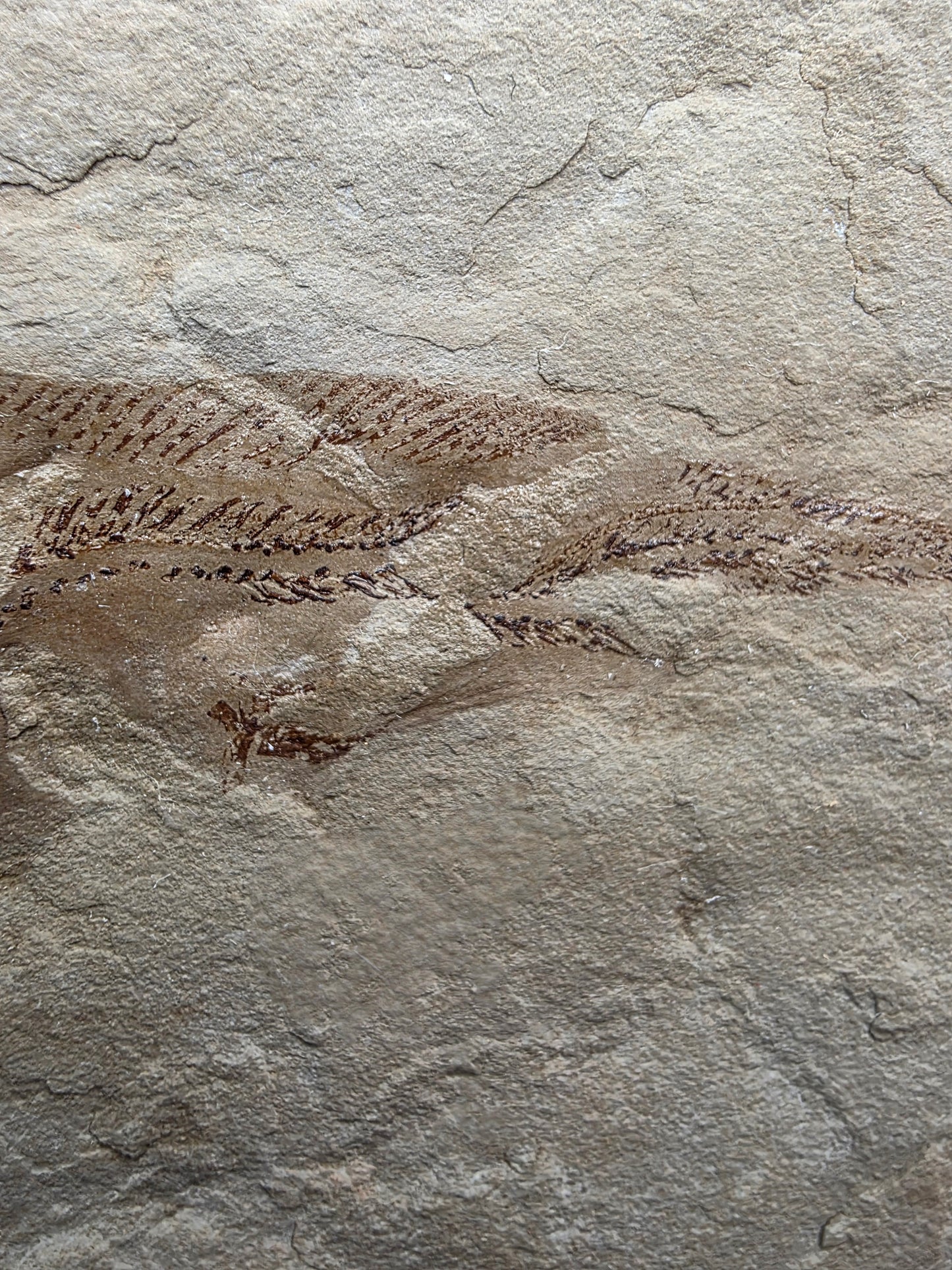 Heteropetalus elegantulus-Montana 001