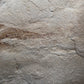 Heteropetalus elegantulus-Montana 001