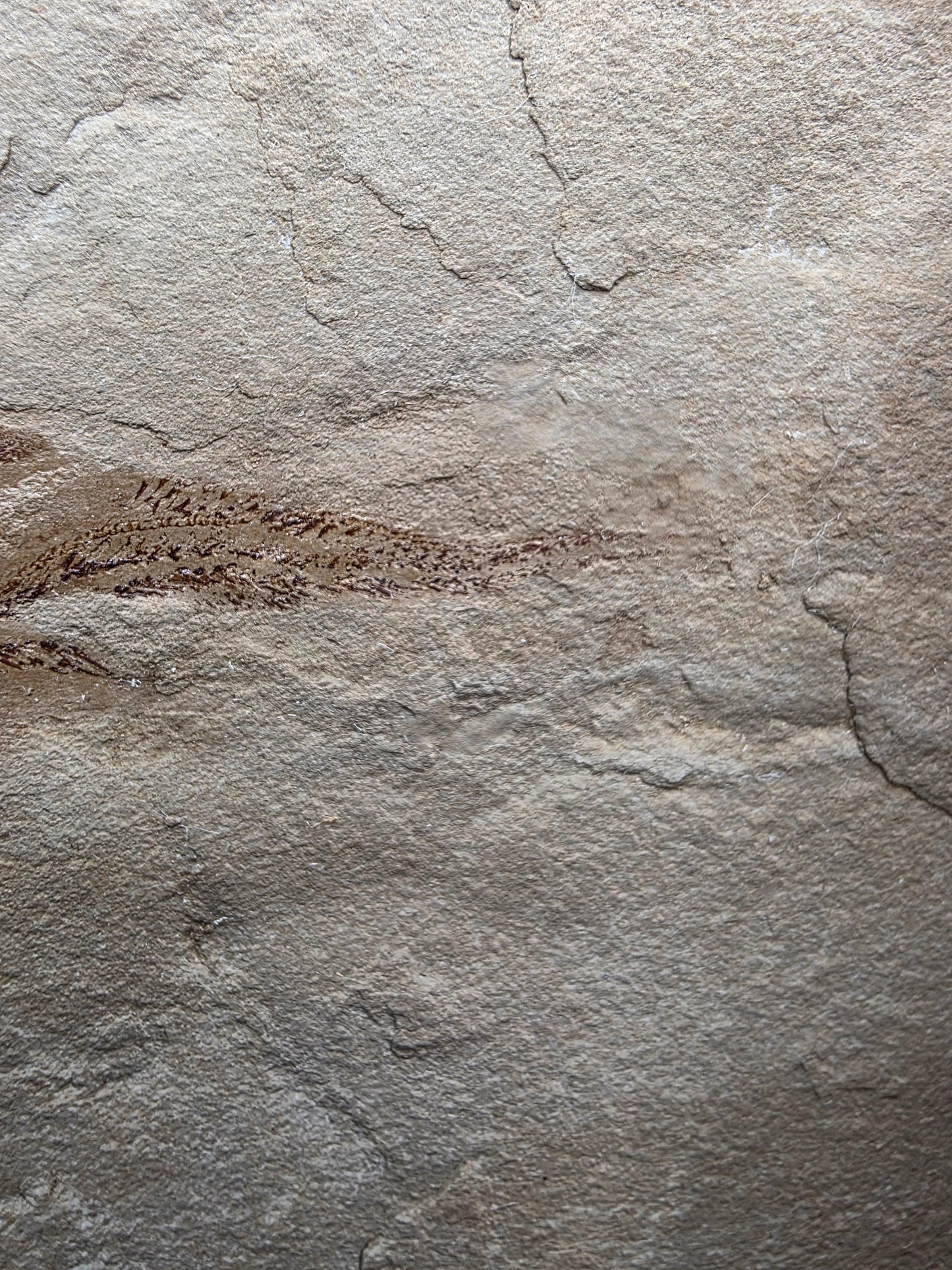 Heteropetalus elegantulus-Montana 001