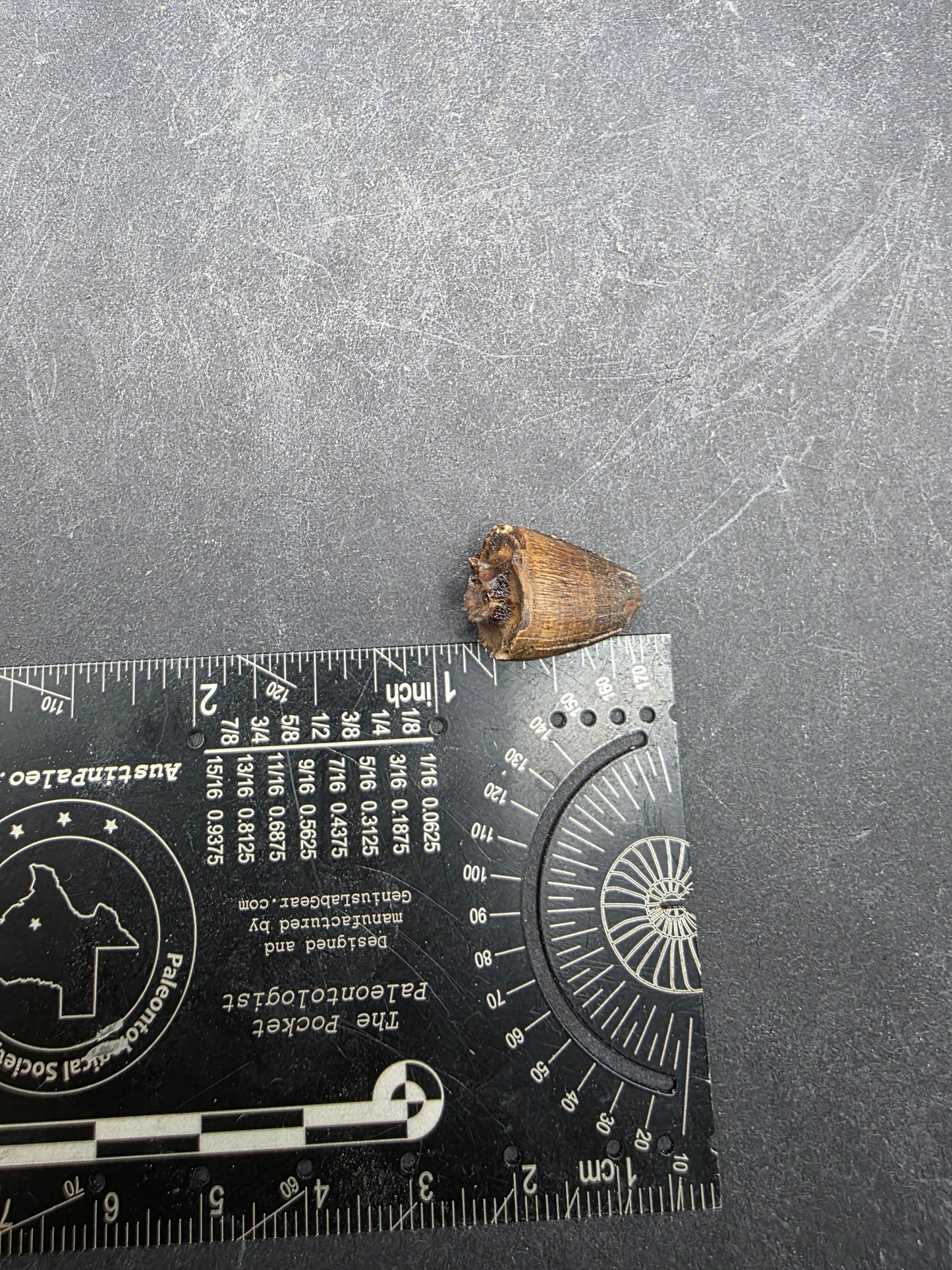 Deinosuchus riograndensis Tooth-Texas 07