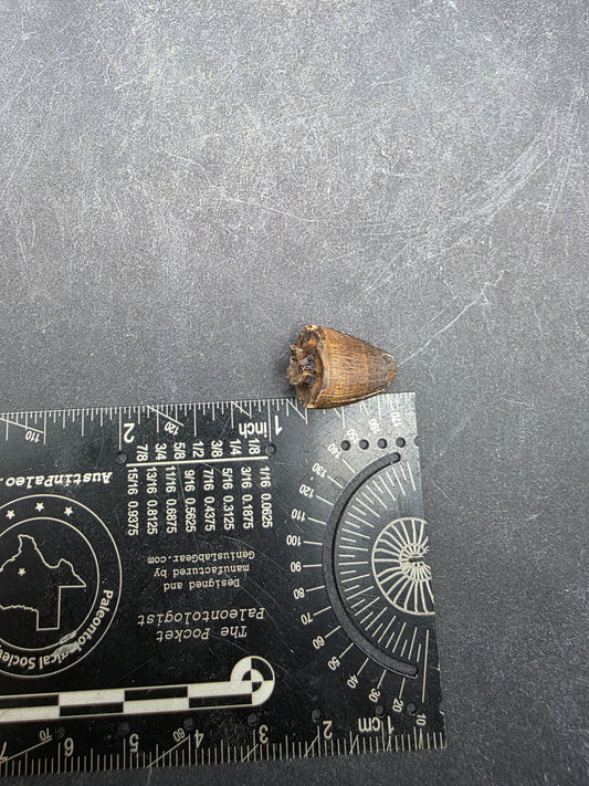 Deinosuchus riograndensis Tooth-Texas 07