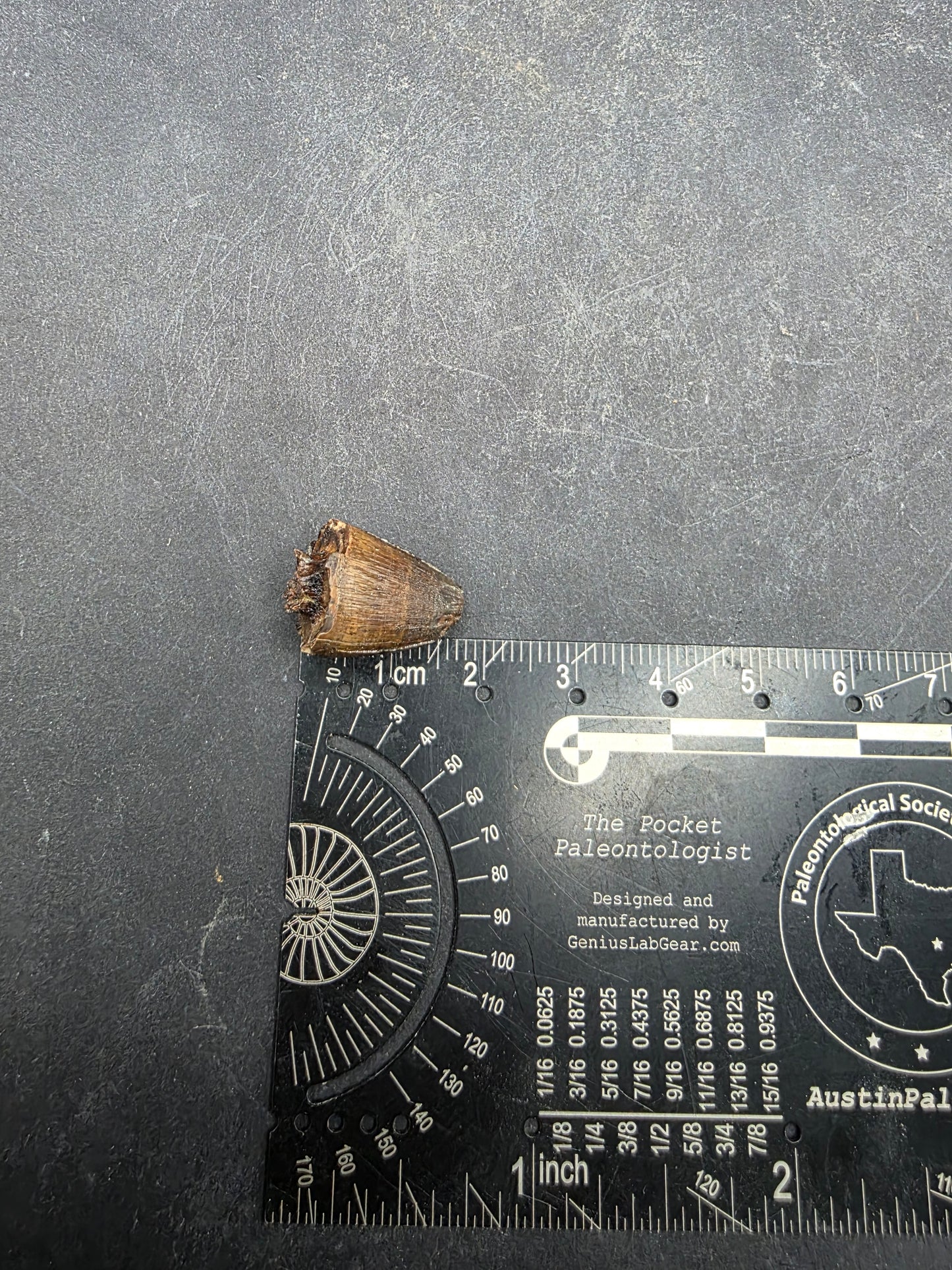Deinosuchus riograndensis Tooth-Texas 07