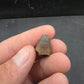 Deinosuchus riograndensis Tooth-Texas 07