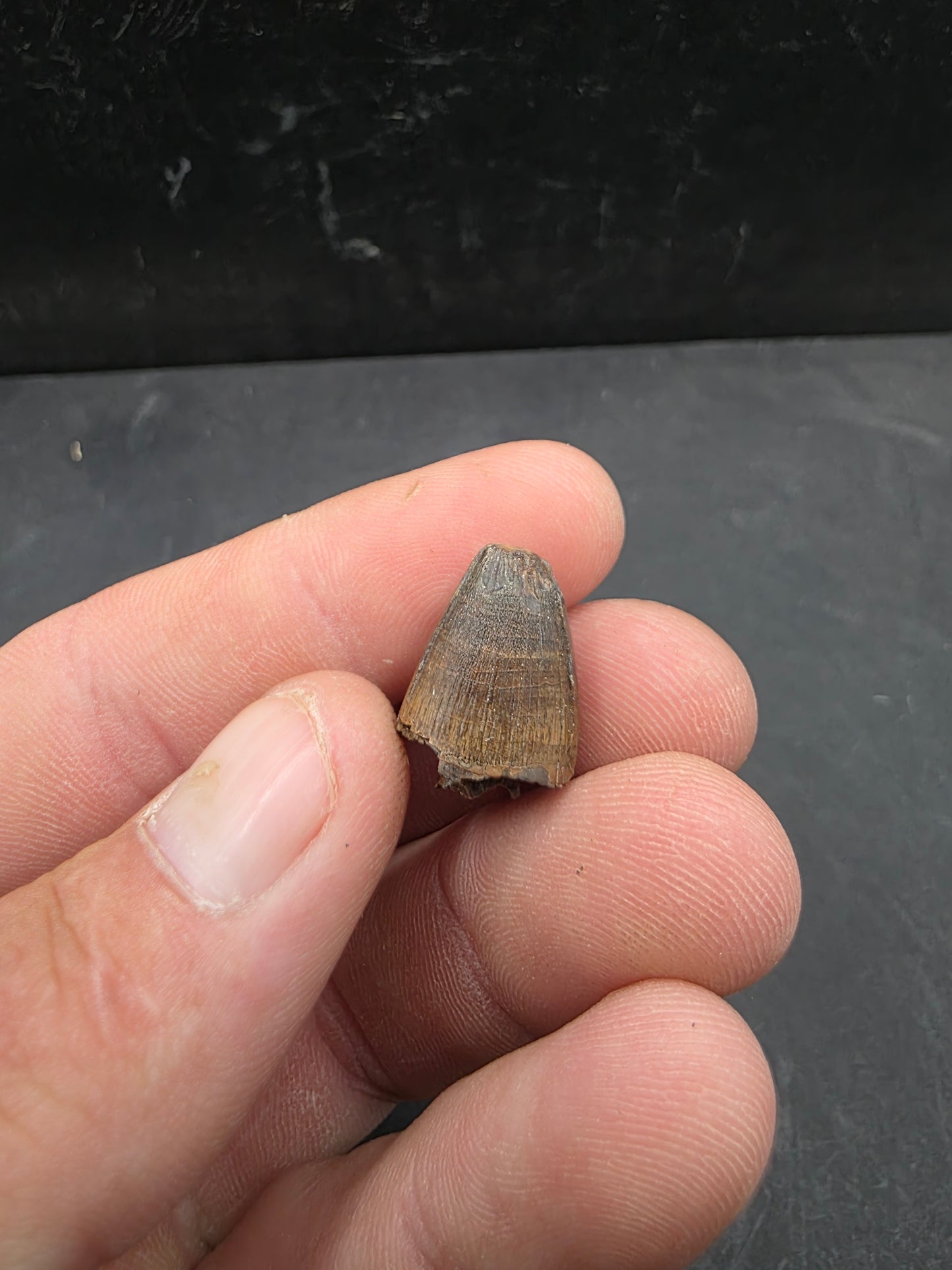 Deinosuchus riograndensis Tooth-Texas 07