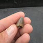 Deinosuchus riograndensis Tooth-Texas 07