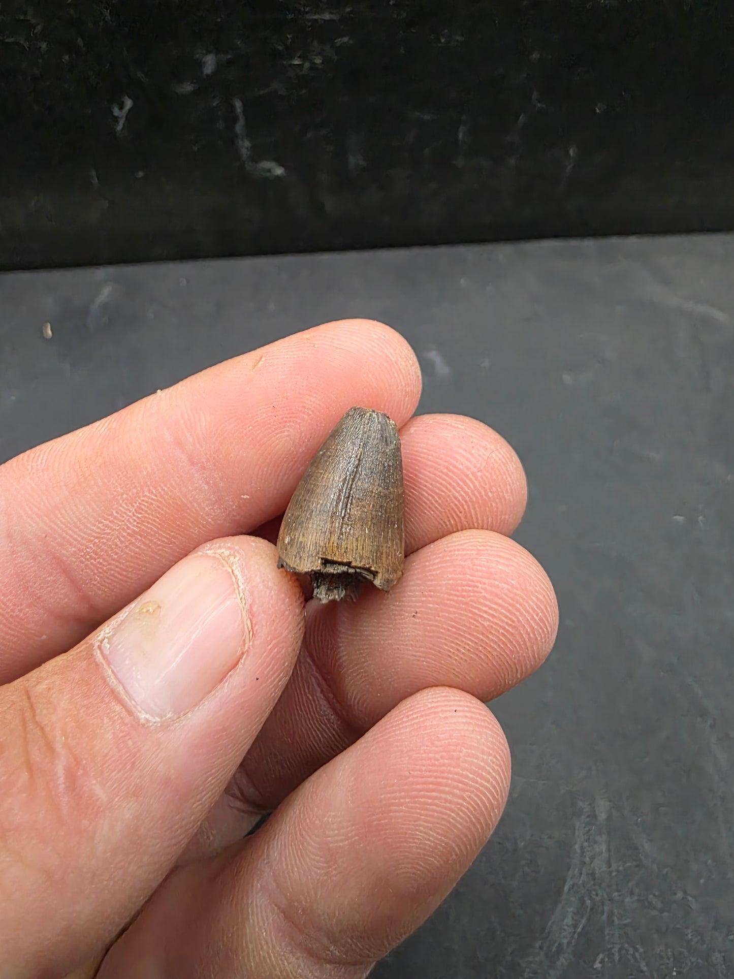 Deinosuchus riograndensis Tooth-Texas 07