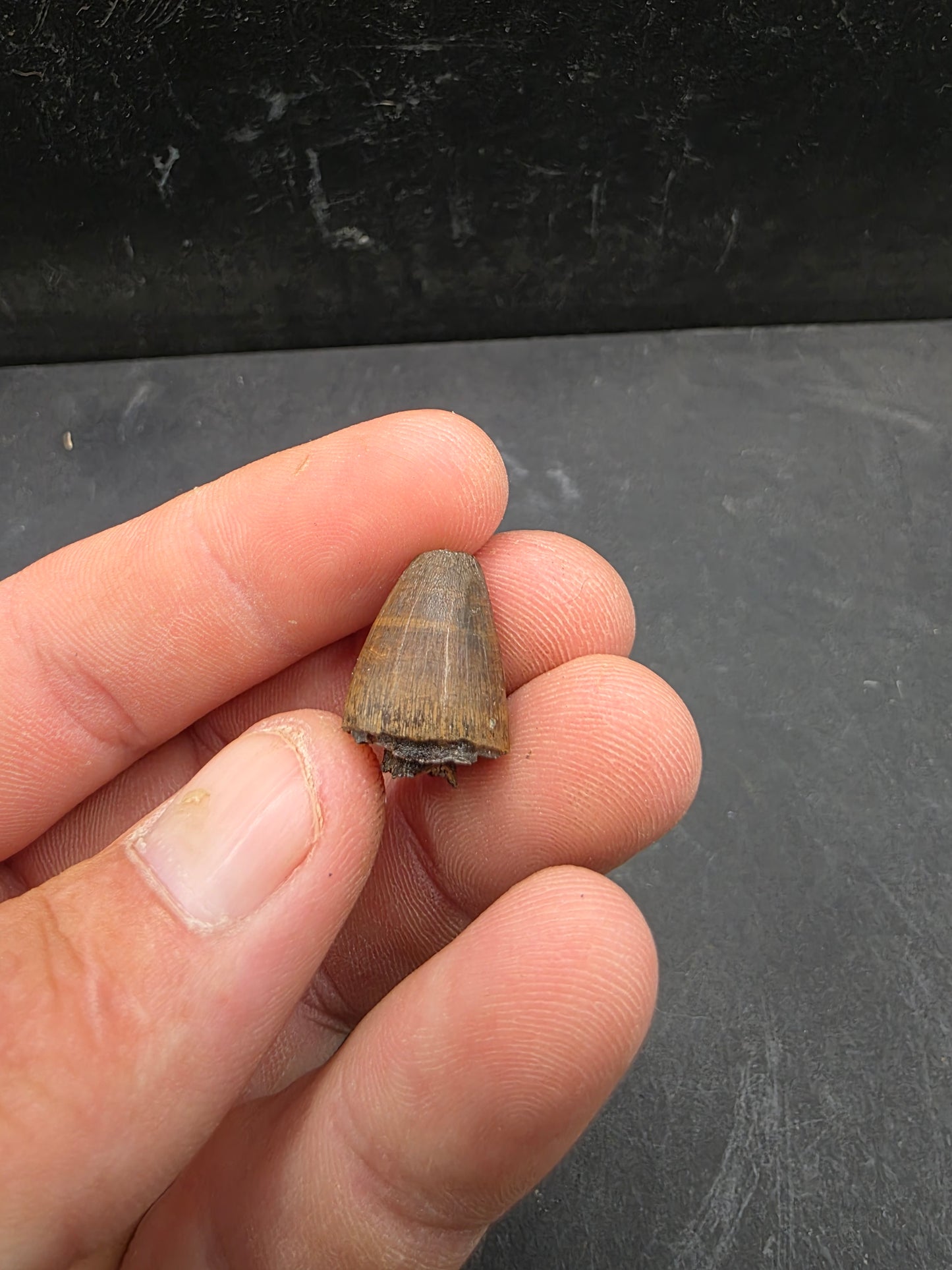 Deinosuchus riograndensis Tooth-Texas 07