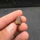 Deinosuchus riograndensis Tooth-Texas 07