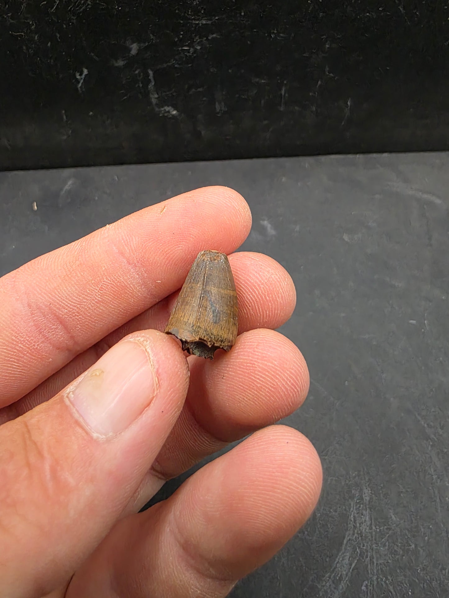 Deinosuchus riograndensis Tooth-Texas 07