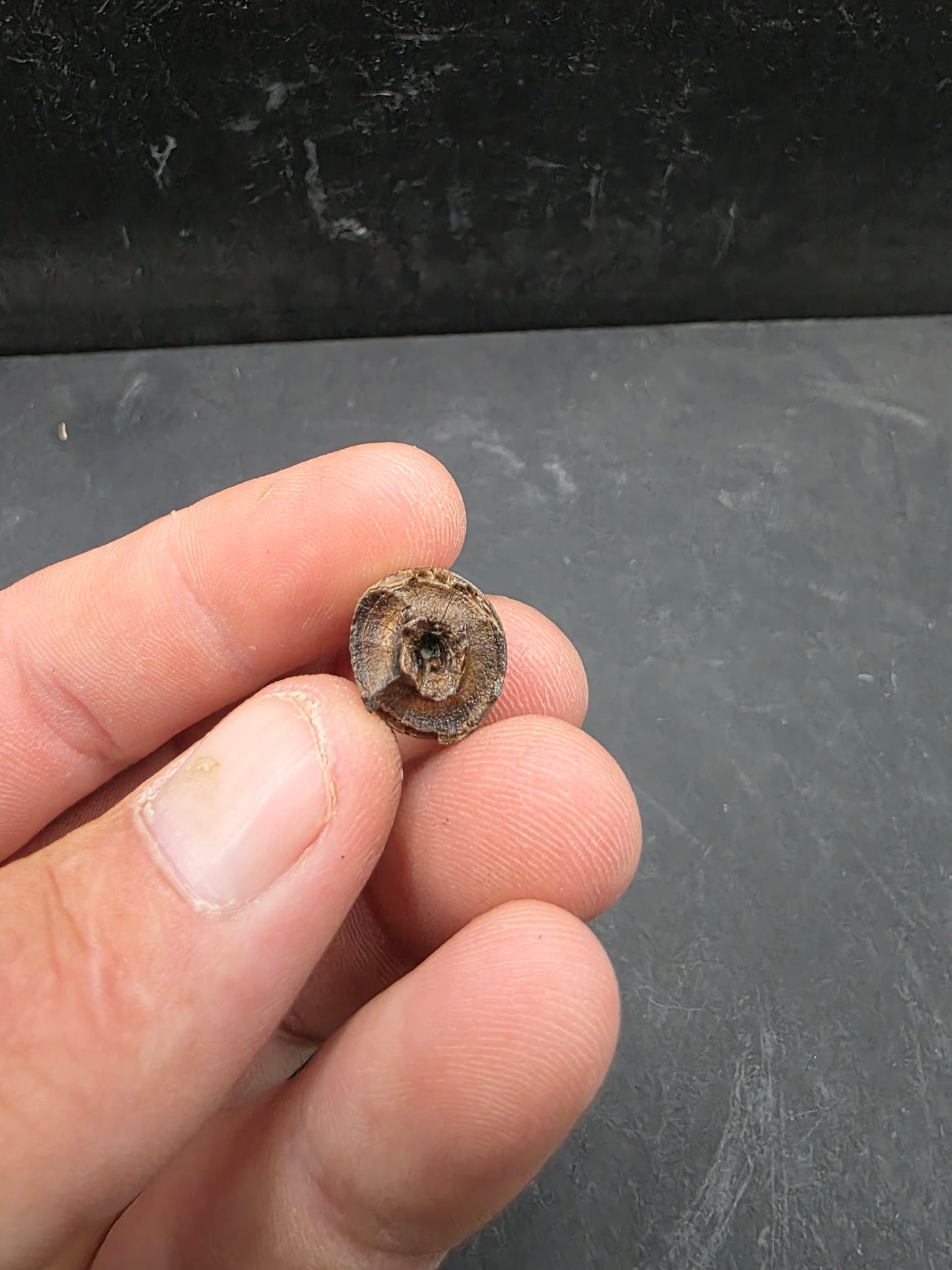 Deinosuchus riograndensis Tooth-Texas 07
