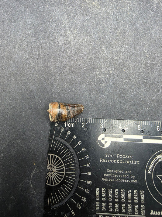 Deinosuchus riograndensis Tooth-Texas 08