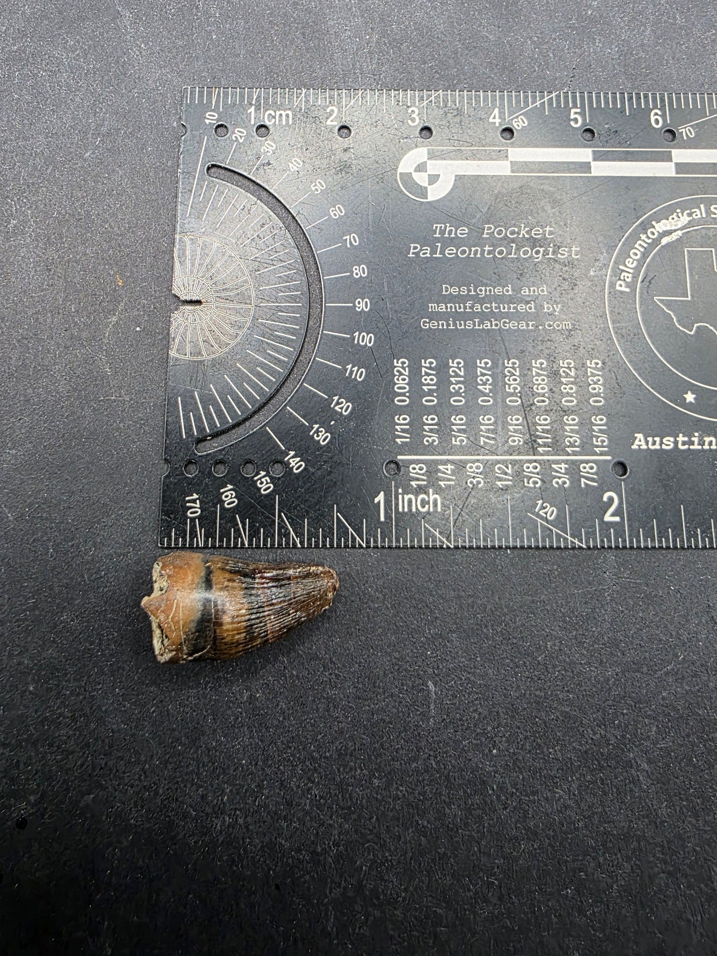 Deinosuchus riograndensis Tooth-Texas 08