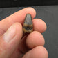 Deinosuchus riograndensis Tooth-Texas 08