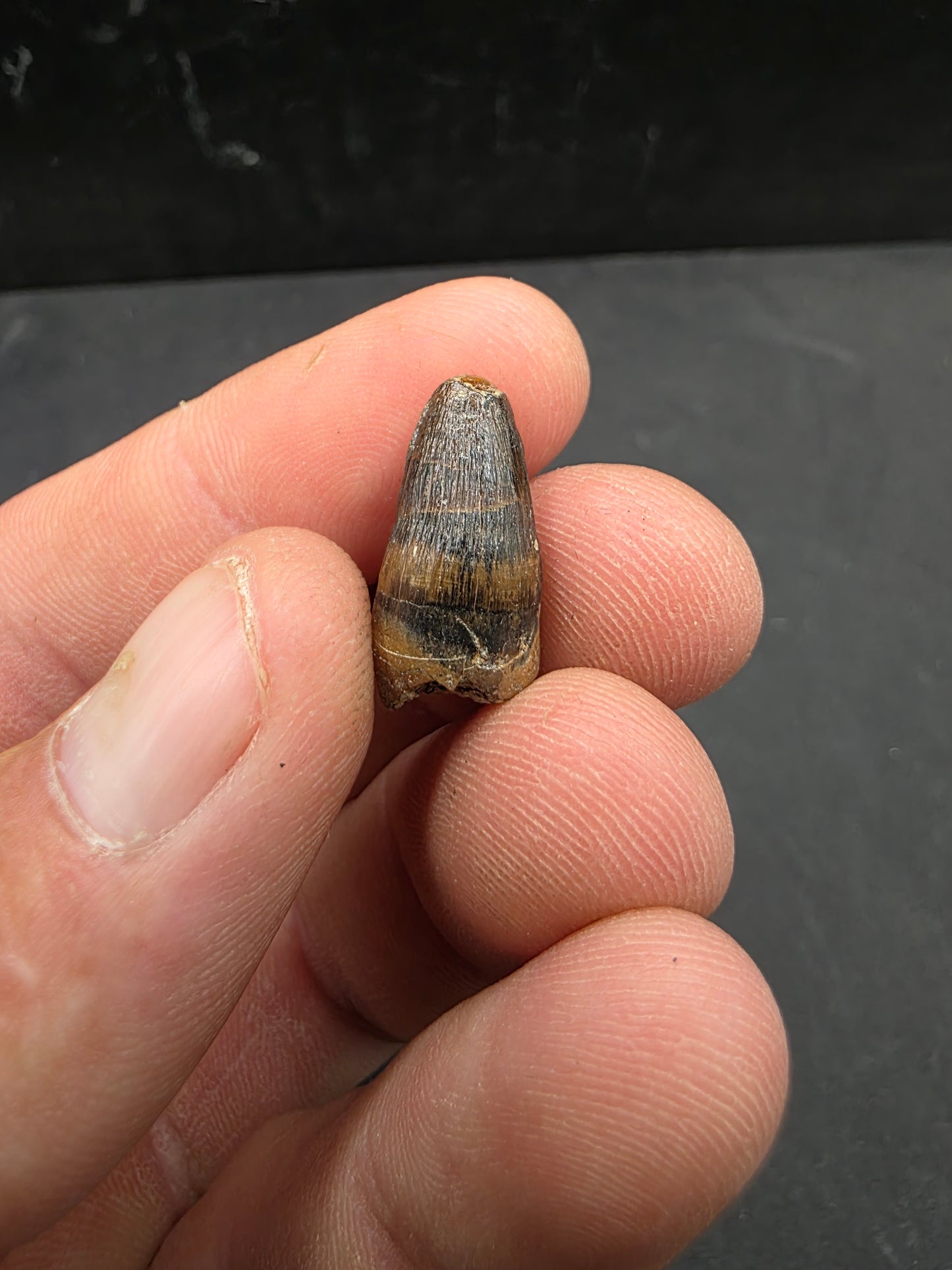 Deinosuchus riograndensis Tooth-Texas 08