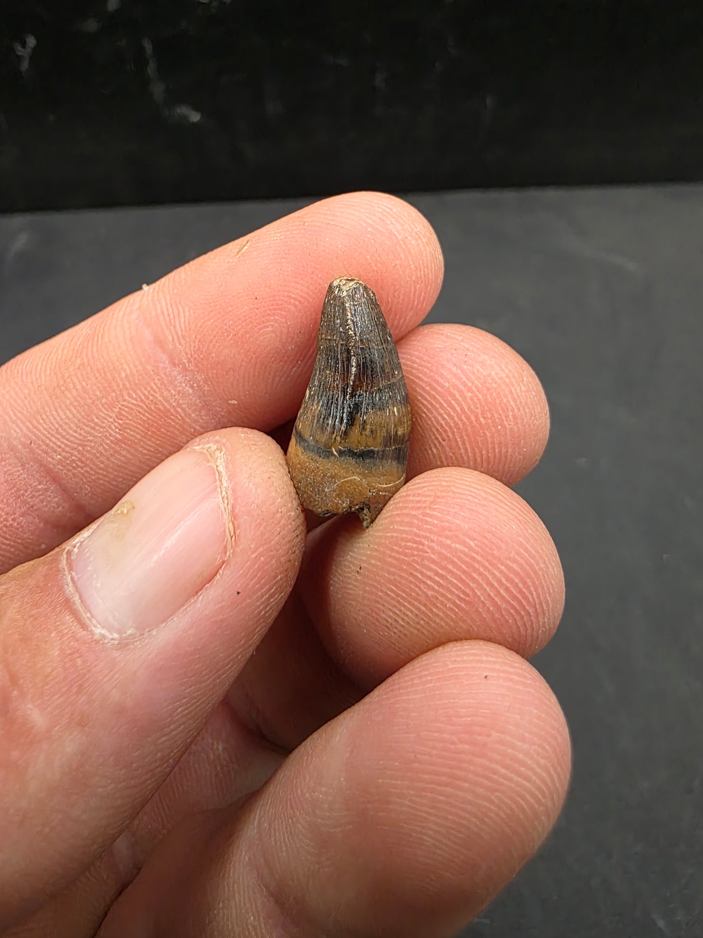Deinosuchus riograndensis Tooth-Texas 08