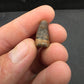 Deinosuchus riograndensis Tooth-Texas 08