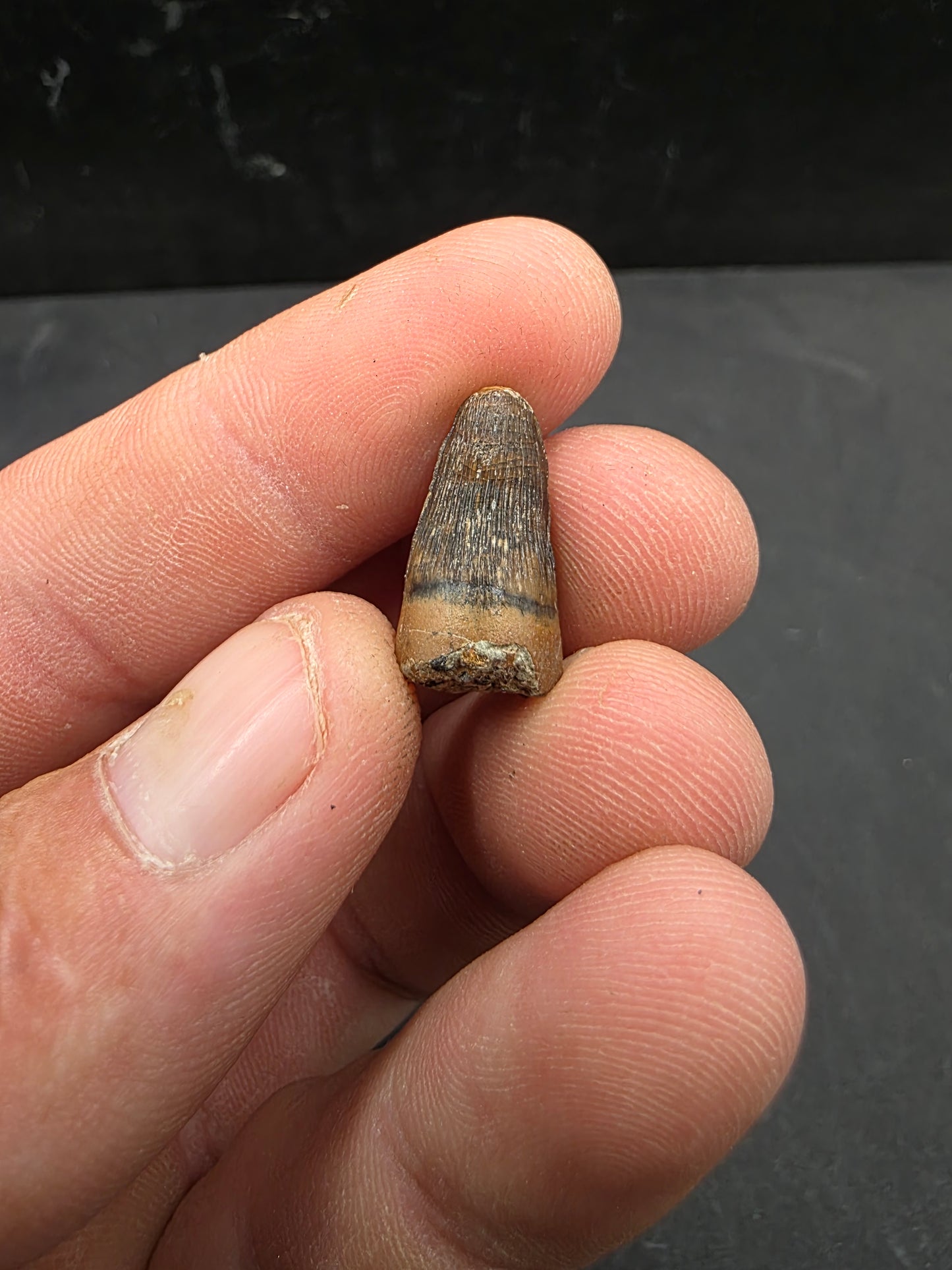 Deinosuchus riograndensis Tooth-Texas 08