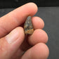 Deinosuchus riograndensis Tooth-Texas 08