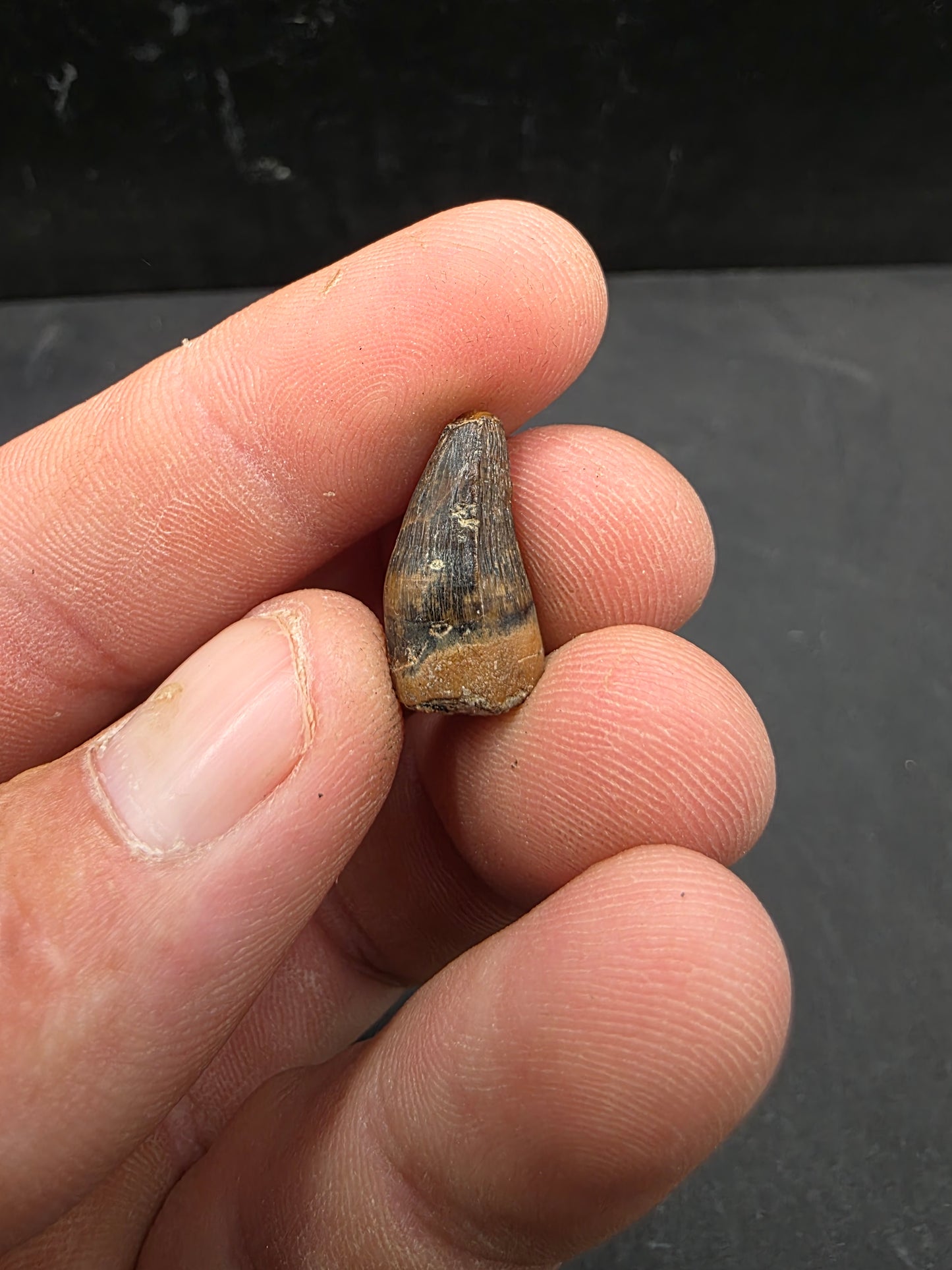 Deinosuchus riograndensis Tooth-Texas 08
