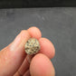 Deinosuchus riograndensis Tooth-Texas 08