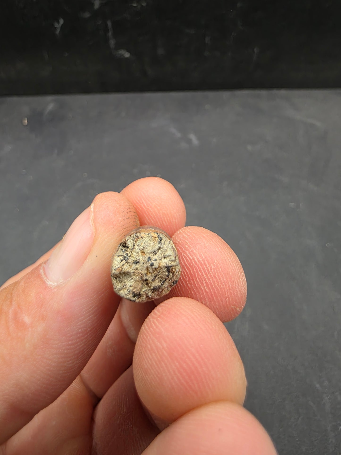 Deinosuchus riograndensis Tooth-Texas 08