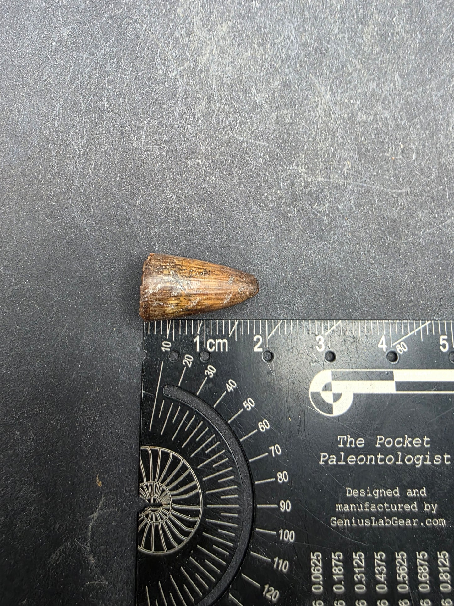 Deinosuchus riograndensis Tooth-Texas 06