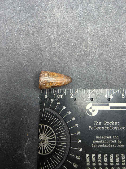 Deinosuchus riograndensis Tooth-Texas 06