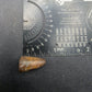 Deinosuchus riograndensis Tooth-Texas 06