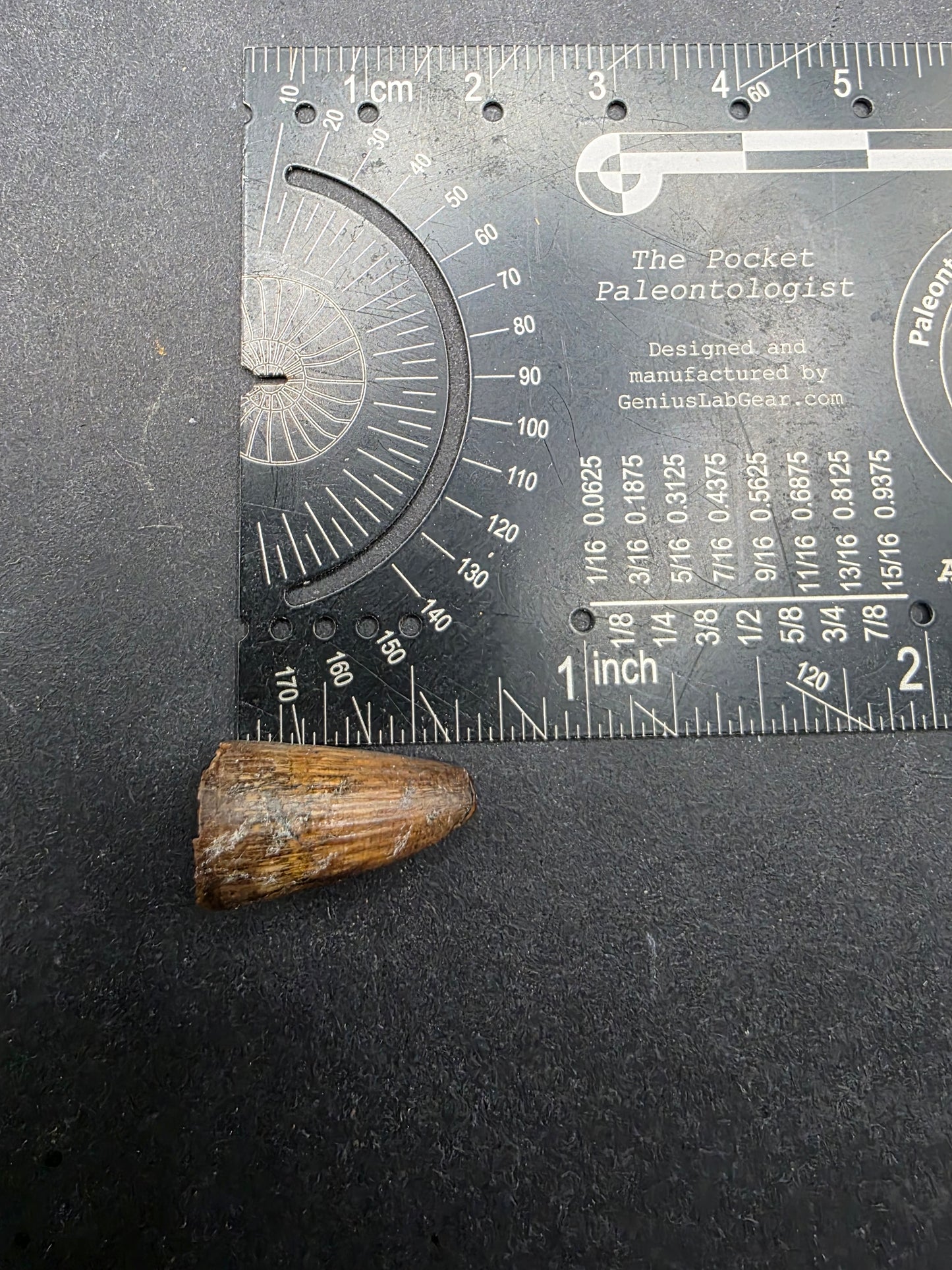 Deinosuchus riograndensis Tooth-Texas 06