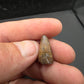 Deinosuchus riograndensis Tooth-Texas 06