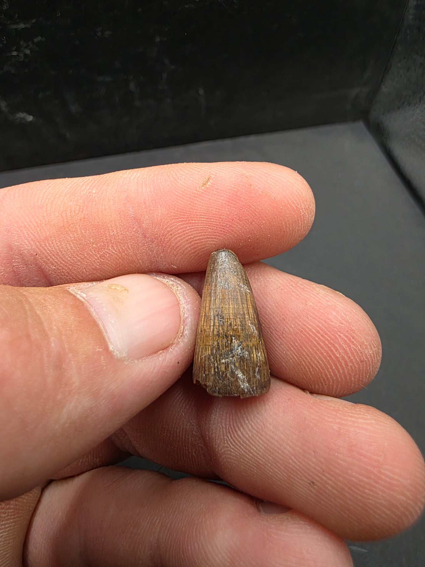 Deinosuchus riograndensis Tooth-Texas 06