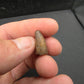Deinosuchus riograndensis Tooth-Texas 06