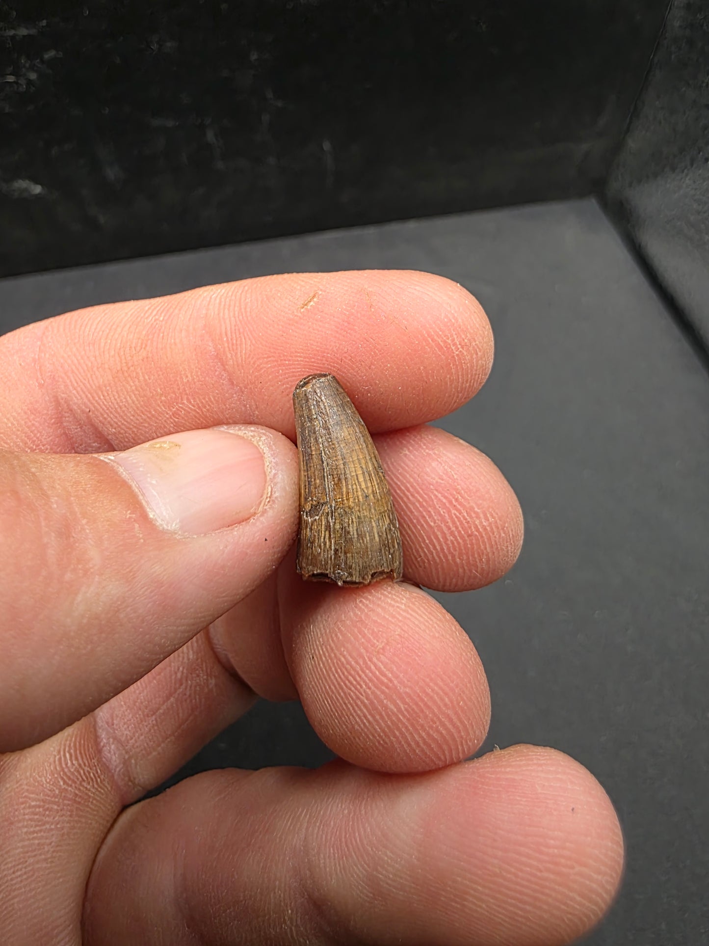 Deinosuchus riograndensis Tooth-Texas 06