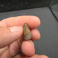 Deinosuchus riograndensis Tooth-Texas 06