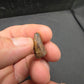 Deinosuchus riograndensis Tooth-Texas 06