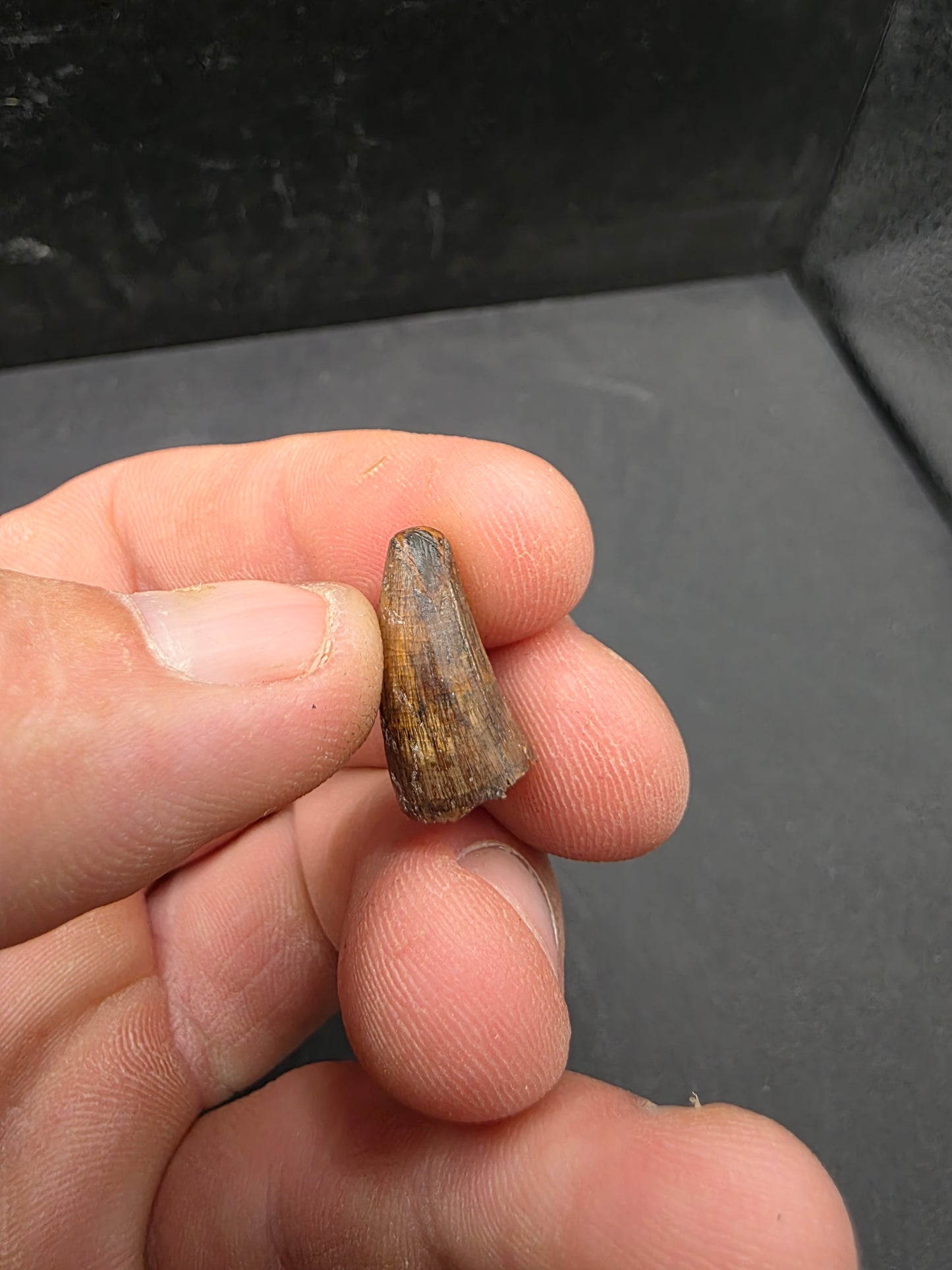 Deinosuchus riograndensis Tooth-Texas 06