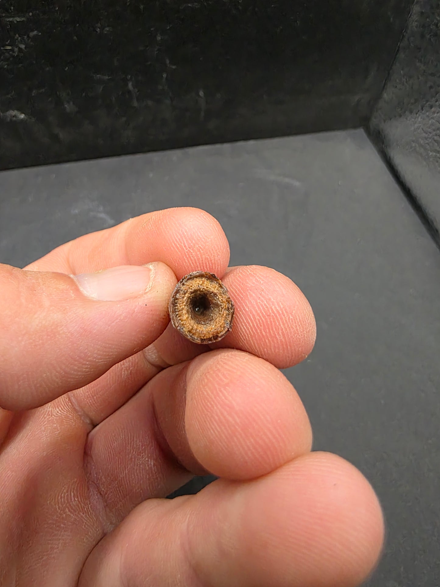 Deinosuchus riograndensis Tooth-Texas 06