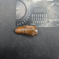 Deinosuchus riograndensis Tooth-Texas 05