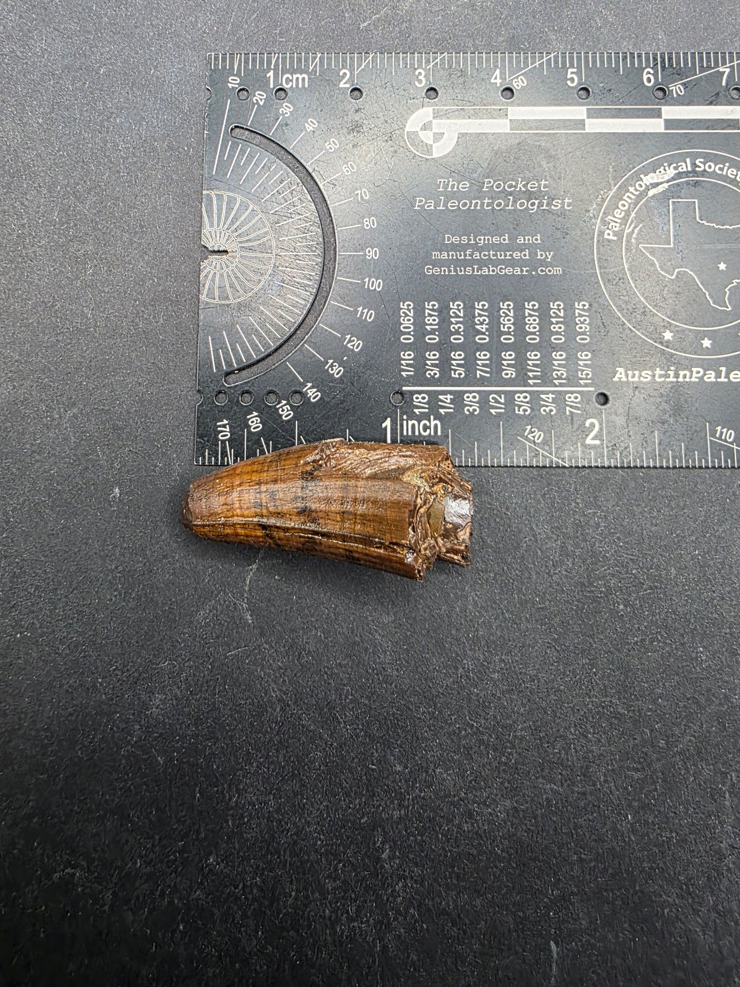 Deinosuchus riograndensis Tooth-Texas 05