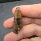 Deinosuchus riograndensis Tooth-Texas 05