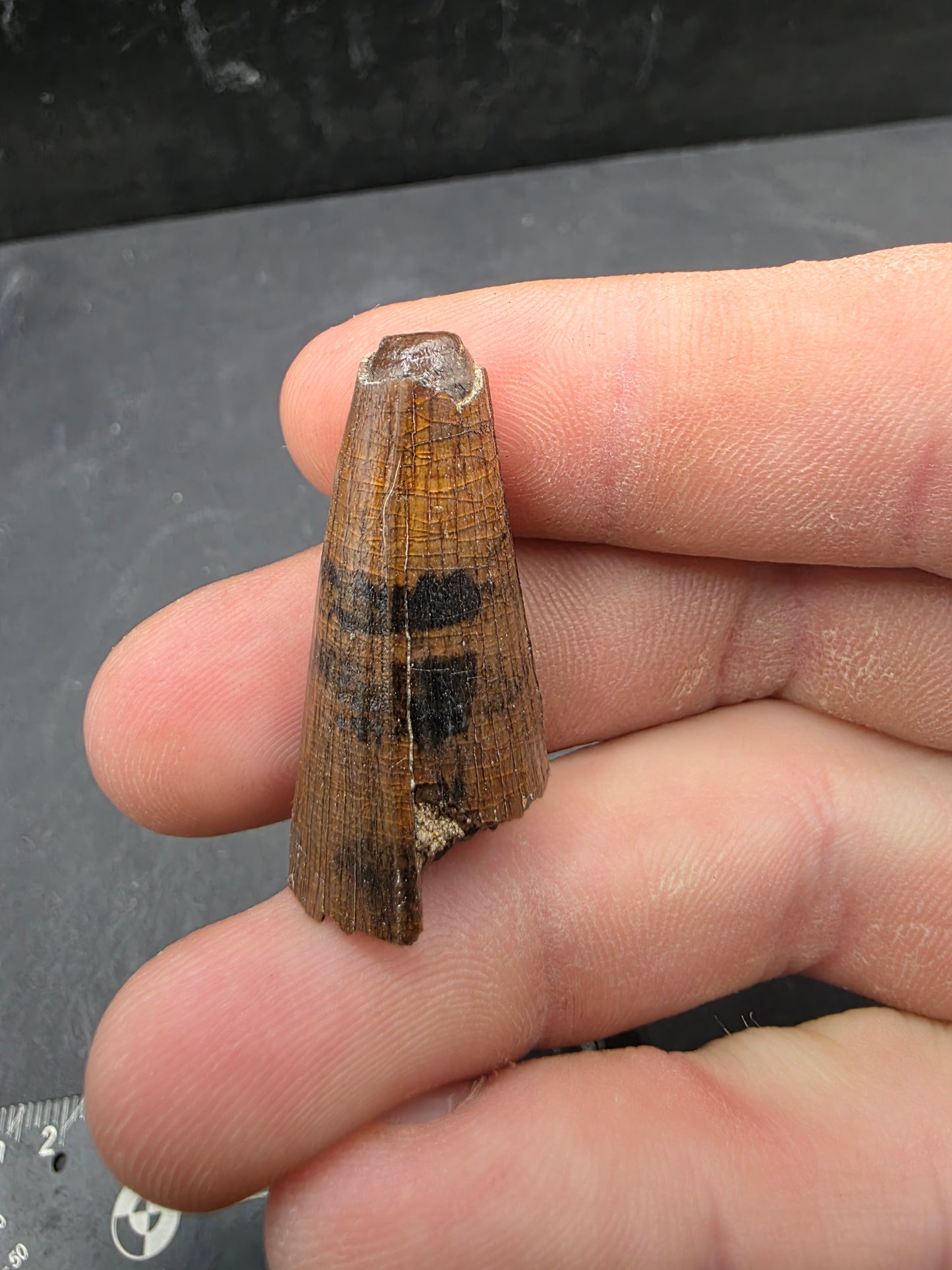 Deinosuchus riograndensis Tooth-Texas 05
