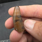 Deinosuchus riograndensis Tooth-Texas 05