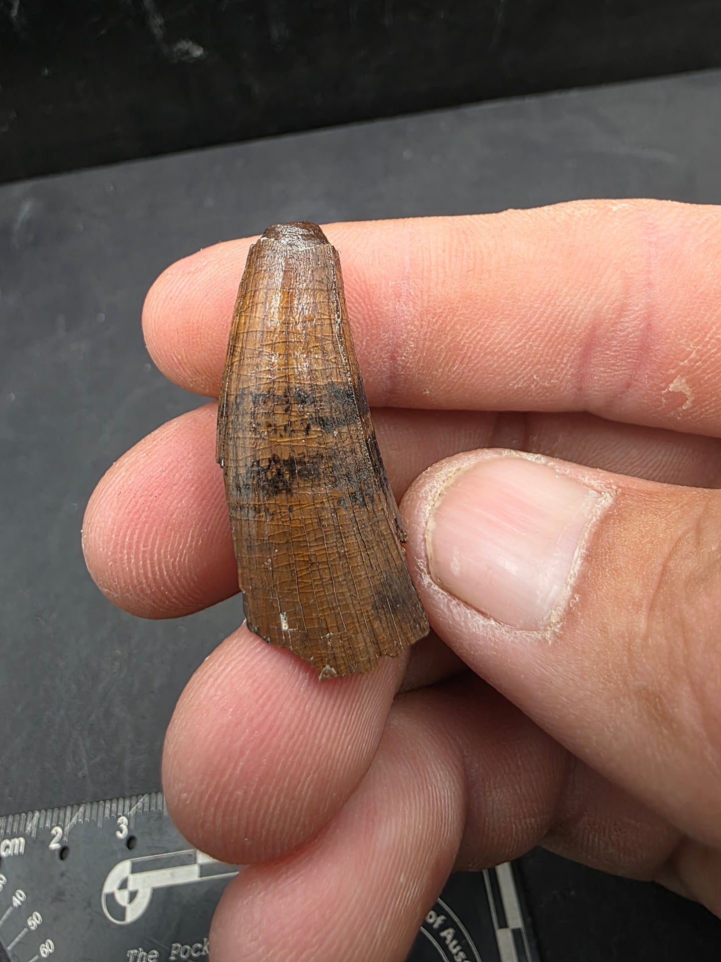 Deinosuchus riograndensis Tooth-Texas 05