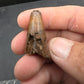 Deinosuchus riograndensis Tooth-Texas 05