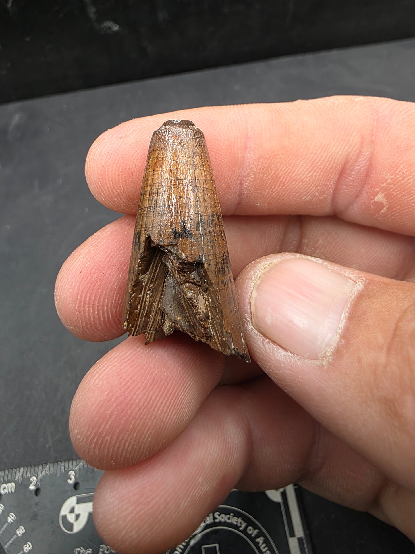 Deinosuchus riograndensis Tooth-Texas 05