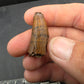 Deinosuchus riograndensis Tooth-Texas 05