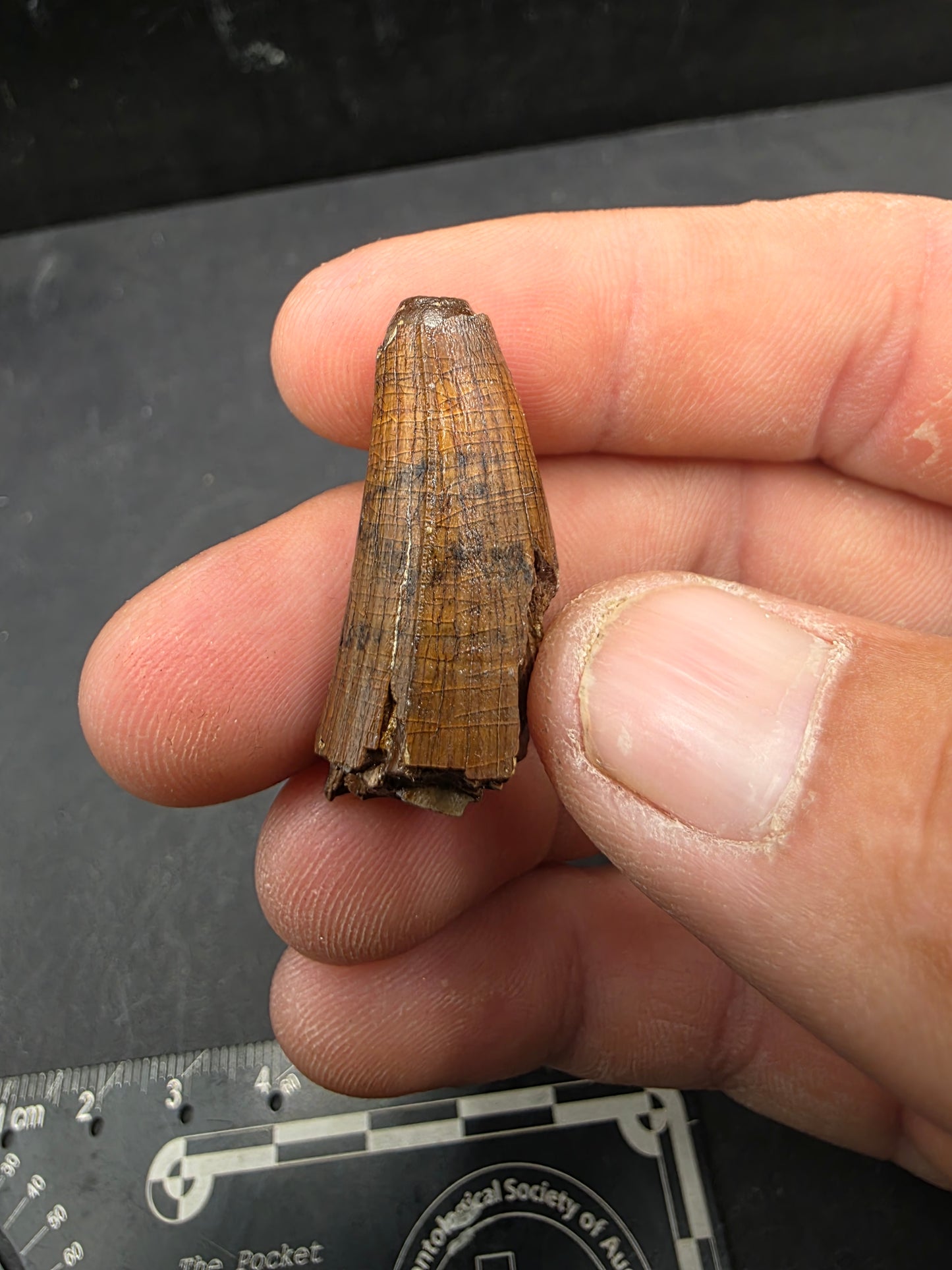 Deinosuchus riograndensis Tooth-Texas 05