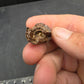 Deinosuchus riograndensis Tooth-Texas 05