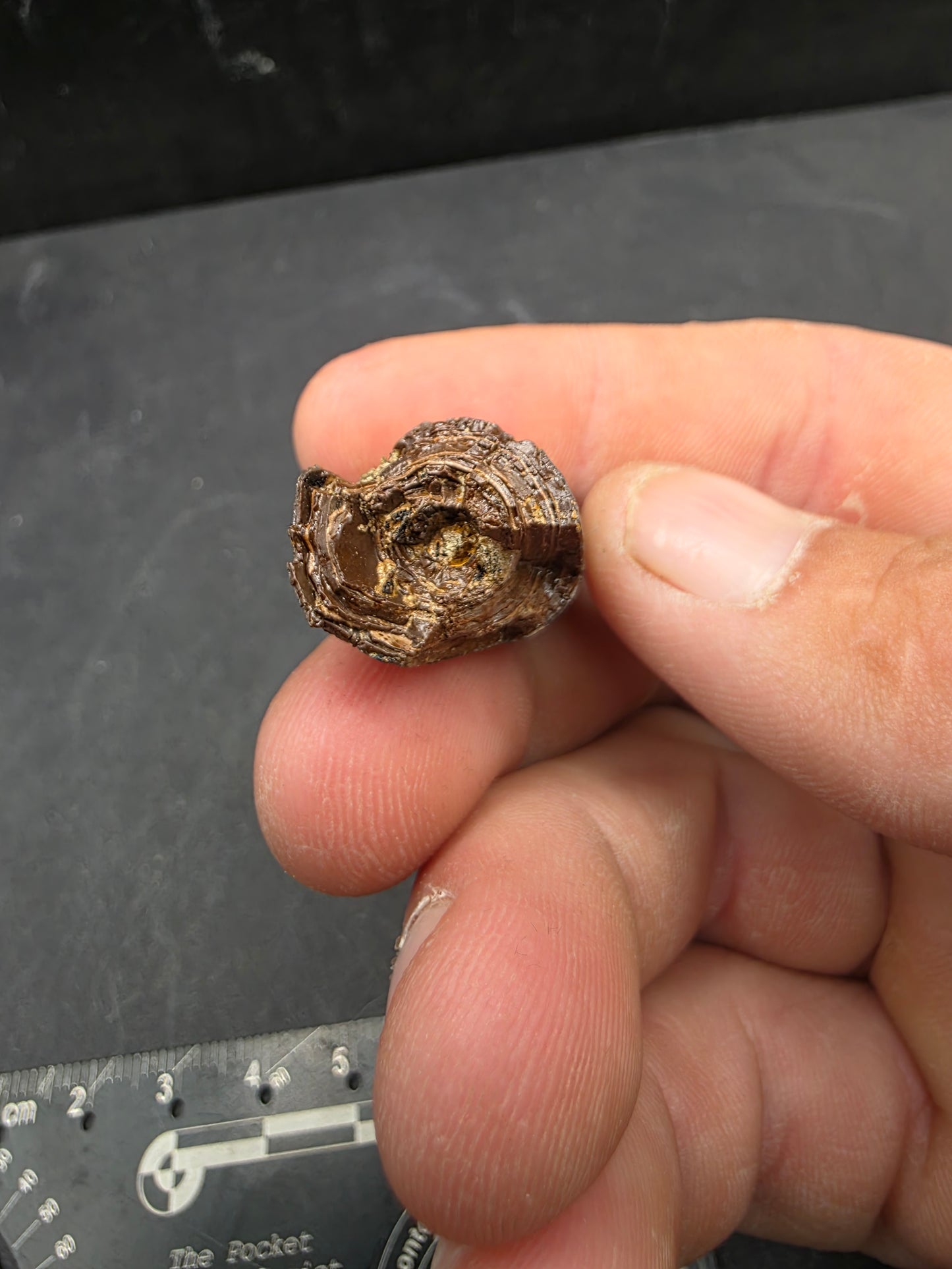 Deinosuchus riograndensis Tooth-Texas 05