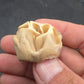 Teleoceras Tooth-Oklahoma 001